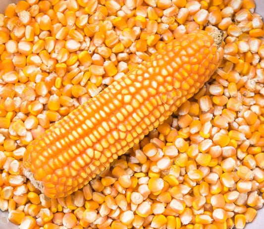 2KG Whole Yellow Maize Flour